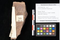 Foto (Objekt + Etikett) von Quercus palaeoilex Ettingshausen (NHMW-GEO-2024-0188-0748)